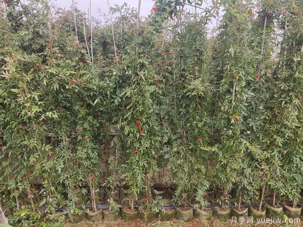 2米高紅木香，優(yōu)秀爬藤花卉基地批發(fā)價(jià)格(圖4)