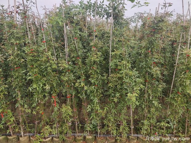 2米高紅木香，優(yōu)秀爬藤花卉基地批發(fā)價(jià)格(圖2)