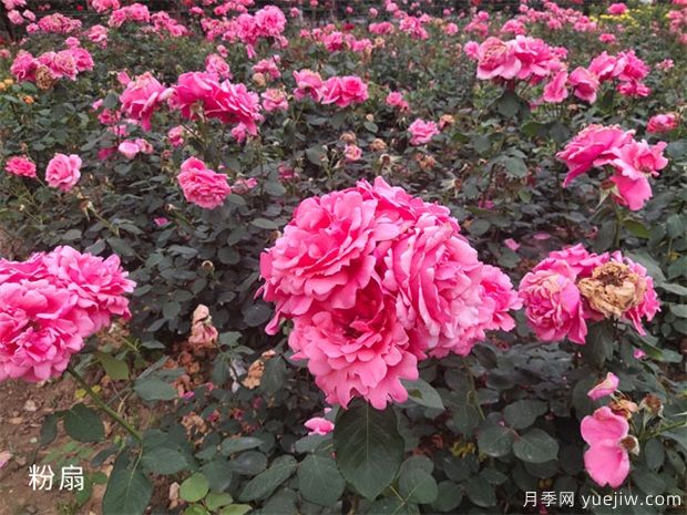 大花月季中的粉扇栽培技術(shù)，你知道嗎(圖1)