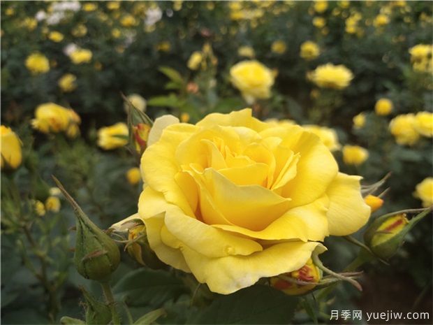 要讓月季花花開(kāi)不斷，你可以試著(zhù)這樣做(圖1)