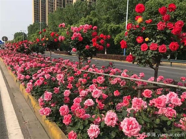 月季出現黑桿，如何消滅你們知道嗎？(圖1)
