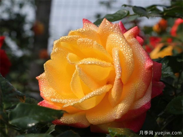 月季出現黑桿，如何消滅你們知道嗎？(圖2)