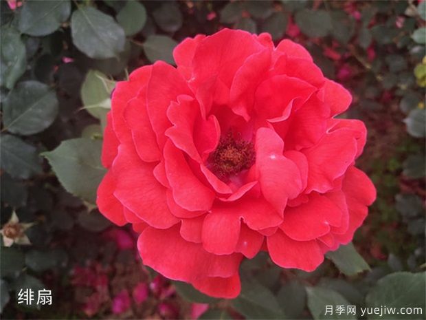 不同規格的大花月季，幾種的品種介紹(圖1)
