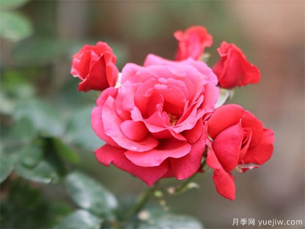 月季激素苗開(kāi)完花就枯萎，如何緩苗養護(圖1)