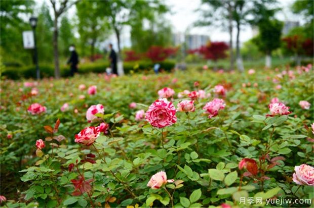 月季花的修剪直接影響到生長(cháng)質(zhì)量的好壞(圖1)