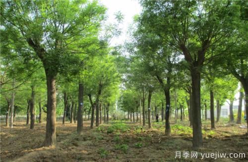 南陽(yáng)速生國槐半冠、裸根定干、全冠樹(shù)的參考價(jià)格(圖1)