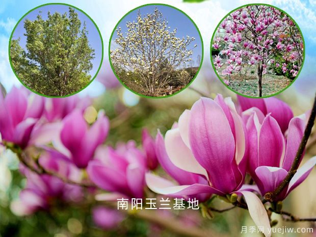 紅色的玉蘭花的花語(yǔ)是什么？(圖1)