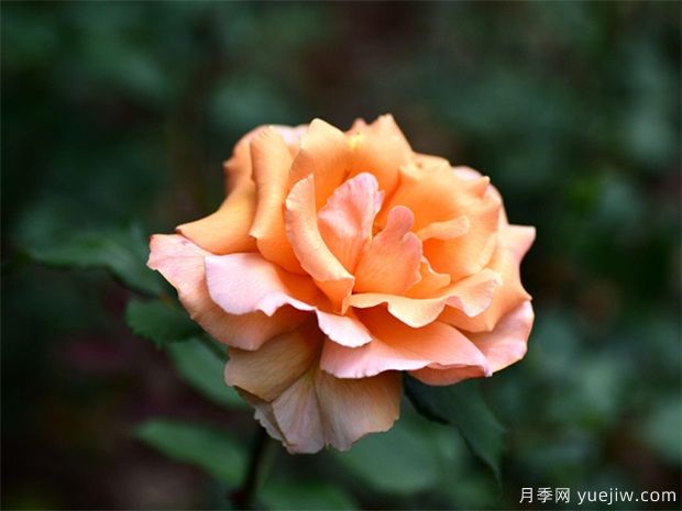 介紹一下月季花？(圖1)