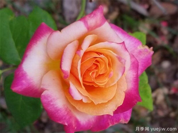 香檳玫瑰加桔梗的花語(yǔ)(圖1)
