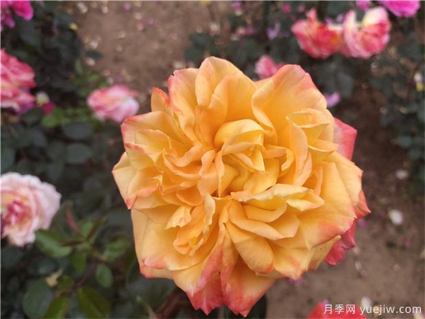 使盆栽月季連續開(kāi)花的辦法(圖1) 使盆栽月季連續開(kāi)花的辦法(圖1)