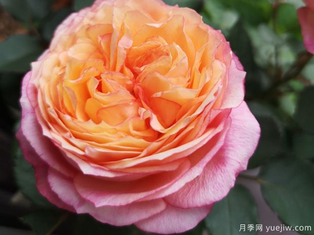 彩虹陽(yáng)臺月季，小株型大花量，多季綻放(圖2)