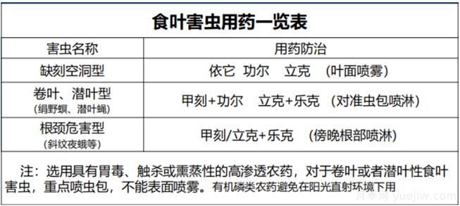 如何提高景觀(guān)花卉高發(fā)蟲(chóng)害的防治效果？(圖2)