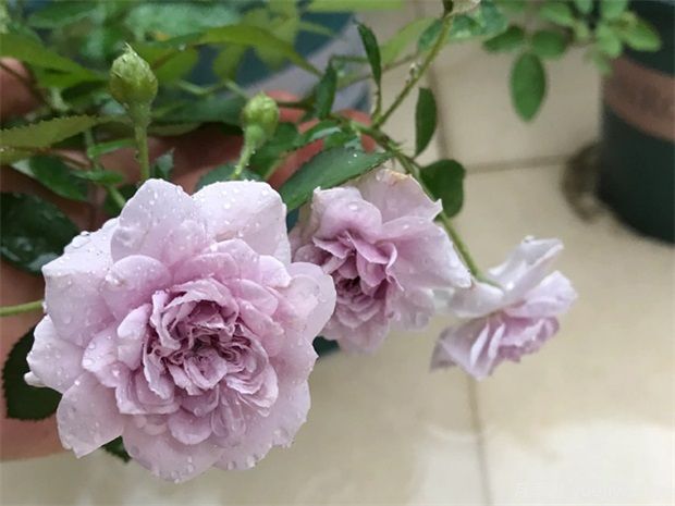 藍色風(fēng)暴和藍色陰雨的優(yōu)缺點(diǎn)是什么？對比(圖2)