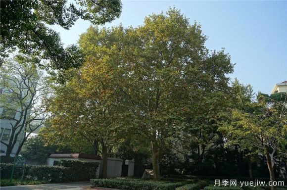 五角楓與元寶楓如何區別？三個(gè)方面輕松分辨(圖2)