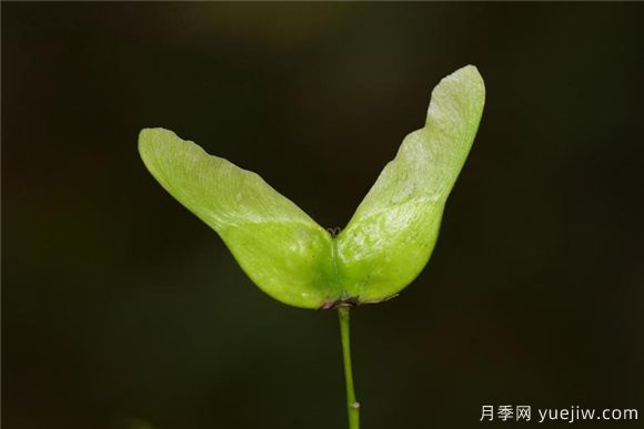 五角楓與元寶楓如何區別？三個(gè)方面輕松分辨(圖5)