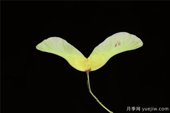 五角楓與元寶楓如何區別？三個(gè)方面輕松分辨(圖6)