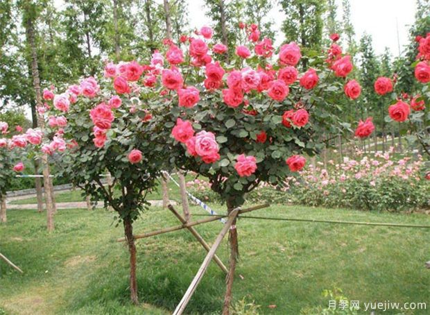 苗木如何銷(xiāo)售好？做好6點(diǎn)不愁客戶(hù)(圖1)