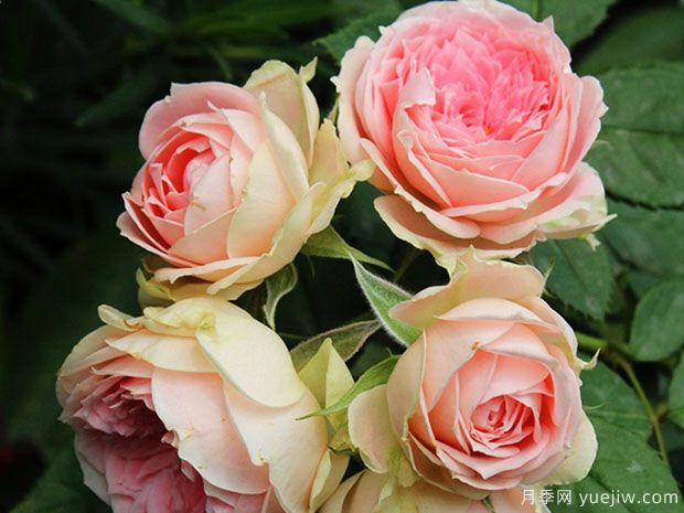 推薦8個(gè)花期超長(cháng)的月季，適合陽(yáng)臺種植長(cháng)期賞花(圖4)