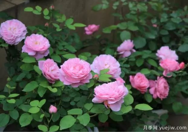 月季花種子播種，月季花養殖方法(圖1)