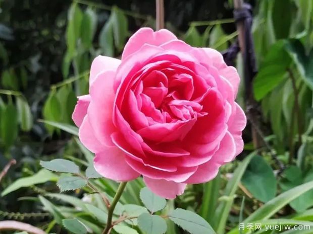 推薦8種灌木月季品種，經(jīng)典驚艷花量豐富(圖4)