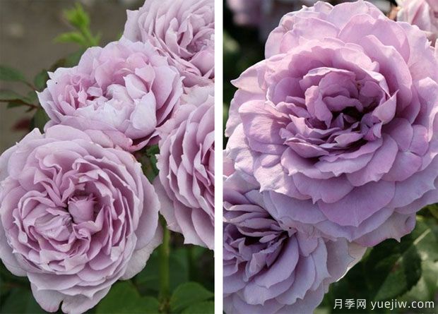 諾瓦利斯月季/藍花詩(shī)人/波塞冬(圖4)