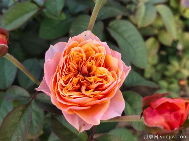 推薦10款經(jīng)典月季品種，新手花友種了不會(huì )后悔(圖6)
