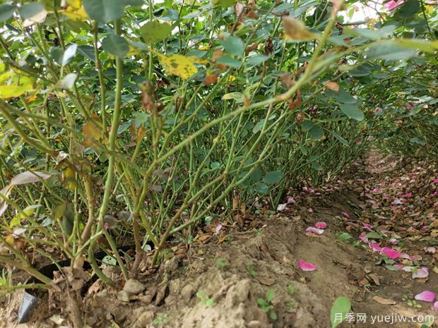 盆栽月季花怎么養？地栽月季花養殖方法(圖1)