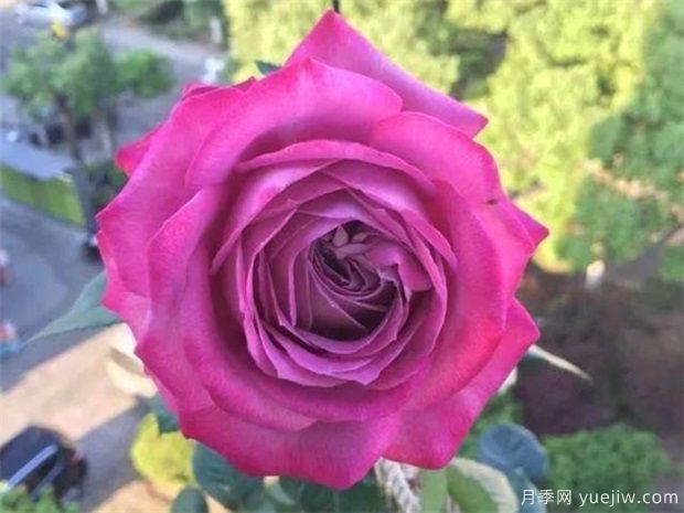 中國十大名花圖片，盤(pán)點(diǎn)各種好看的花卉(圖1)