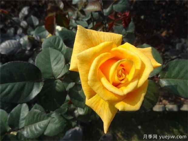 黃玫瑰代表什么意思？黃玫瑰寓意？黃玫瑰的花(圖1)
