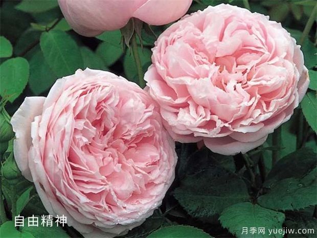 玫粉色的月季品種有哪些？花友必備的10個(gè)月季(圖1)