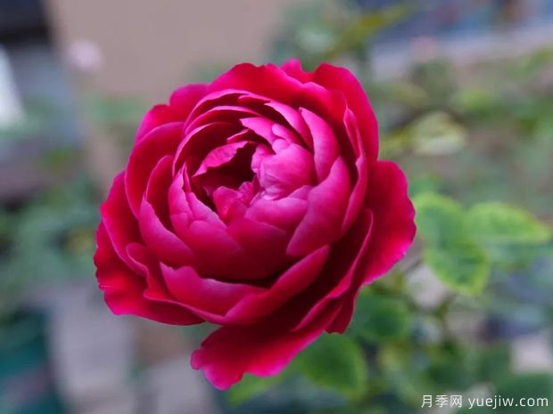 月季花有哪些種類(lèi)？月季花常見(jiàn)的繁殖方法有哪些？(圖1)
