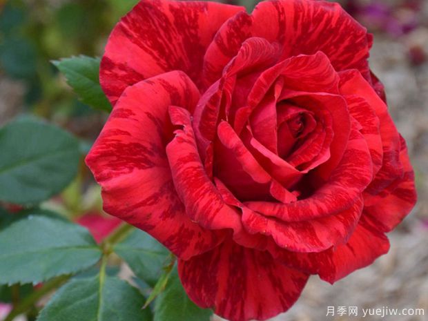 月季花苗在夏天怎么養護？(圖1)