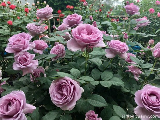 月季出現多芽點(diǎn)的原因？需要抹芽嗎？(圖1)
