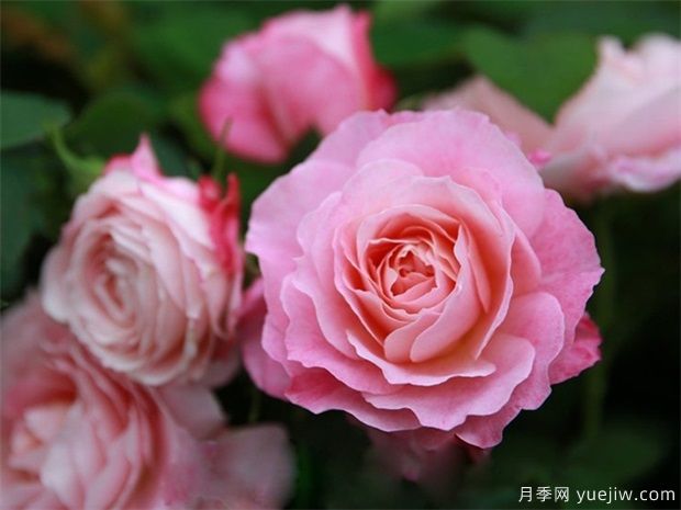 室內能種植好月季花嗎？做好這四點(diǎn)，植株旺開(kāi)花多(圖1)
