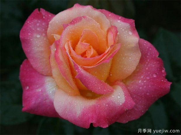 室內能種植好月季花嗎？做好這四點(diǎn)，植株旺開(kāi)花多(圖3)