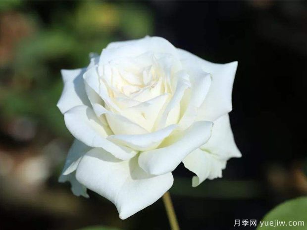 推薦6個(gè)漂亮月季品種，號稱(chēng)全網(wǎng)零差評的完美(圖3)