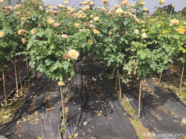 家中陽(yáng)臺種植盆栽月季樹(shù)需考慮的實(shí)際情況有哪些？(圖1)