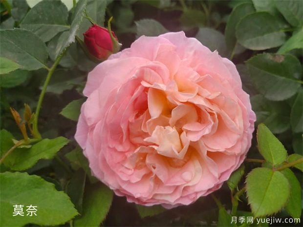 月季花施肥方法，月季養護如何施肥(圖1)