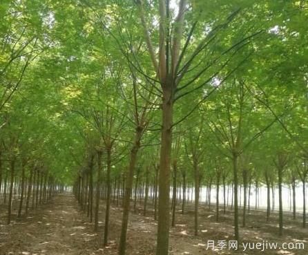 這幾種鄉土喬木銷(xiāo)量增加，價(jià)格上漲(圖1)