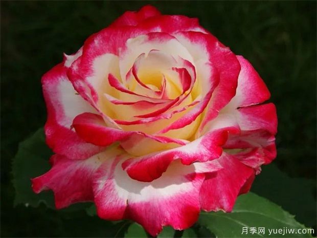 推薦4個(gè)經(jīng)典的月季花品種，陽(yáng)臺盆栽佳品(圖1)