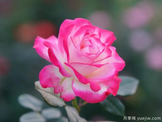 好期在四時(shí)，深?lèi)?ài)如長(cháng)風(fēng)，摯愛(ài)月季(圖1)