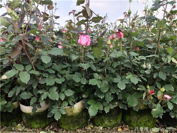盆栽月季花的養殖辦法(圖1)