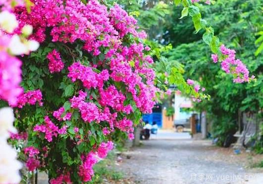 三角梅是哪里的市花？三角梅市花的意義(圖1)