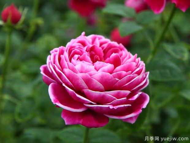 10個(gè)切花月季品種介紹，開(kāi)花美還適合瓶插(圖1)