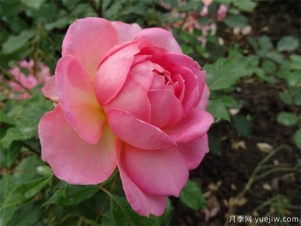 花友總結的十大***美月季是哪些品種？(圖3)