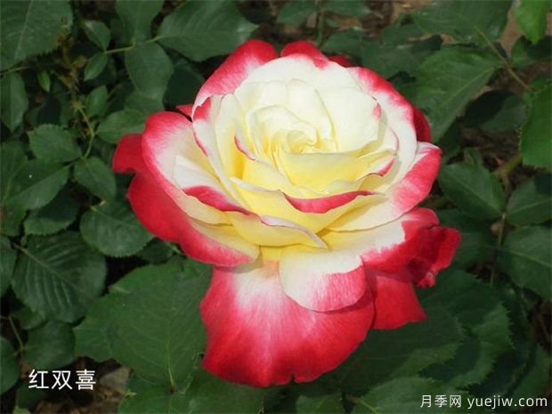 十大***好看月季品種？我推薦了，你感覺(jué)對嗎(圖4)