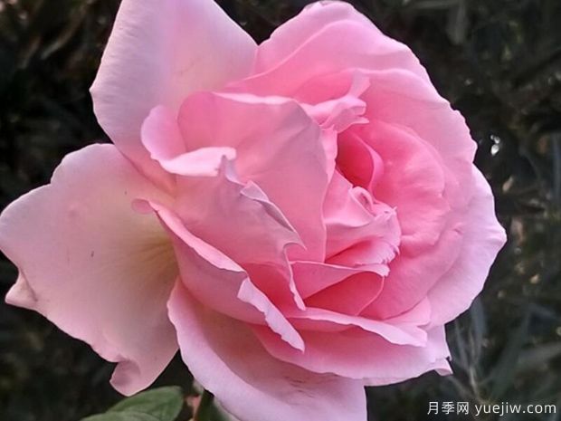 偉大世紀月季(圖1)
