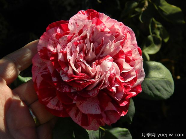 樹(shù)莓條紋月季(圖1)