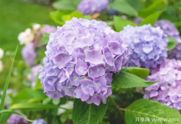 30種耐陰植物花卉，一點(diǎn)光照快速生長(cháng)(圖1)