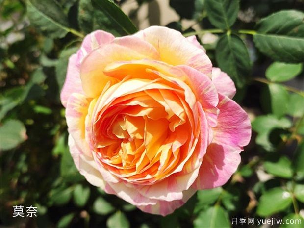推薦公認的6款零差評的月季花，顏值高好養護(圖1)
